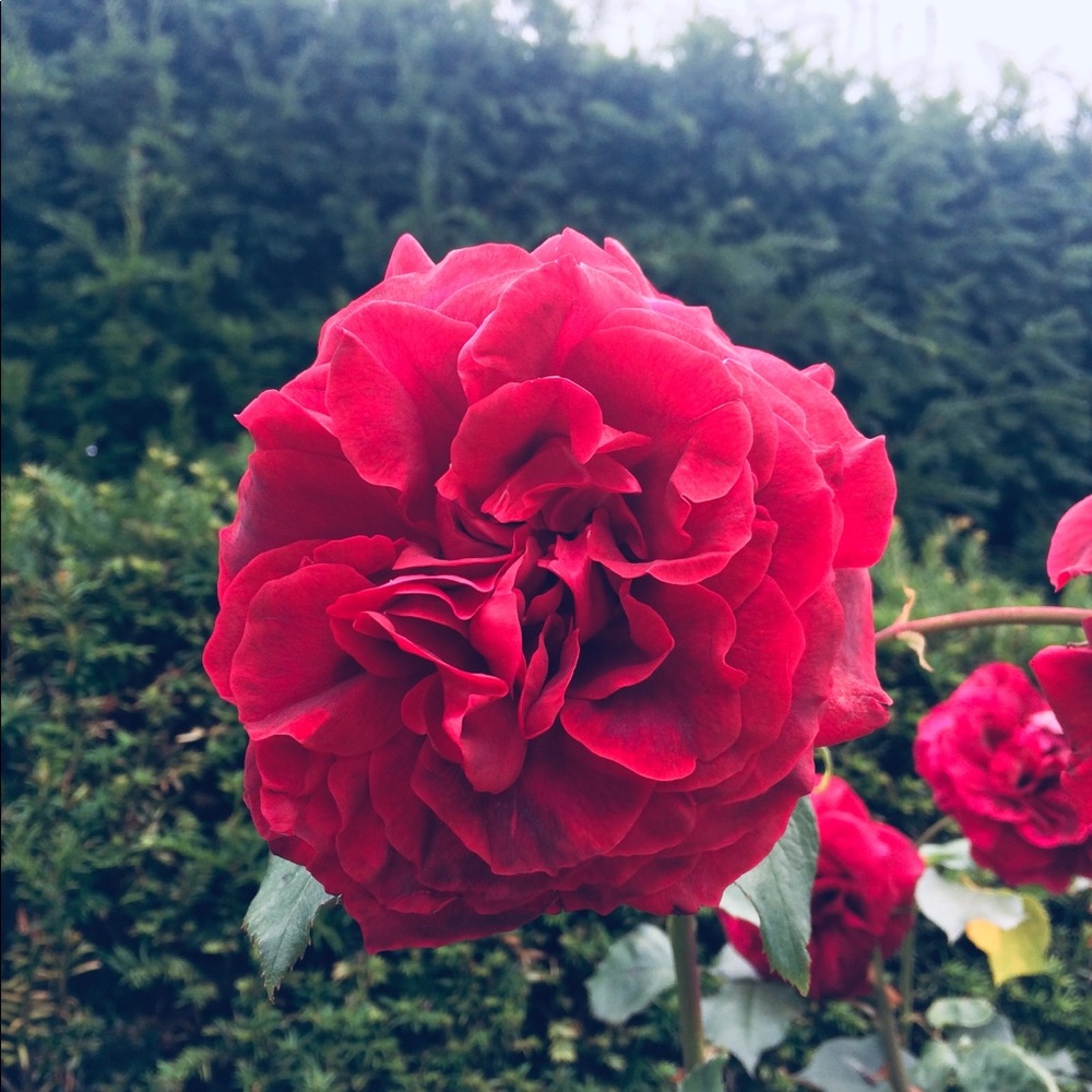 Meet your Posher, Avery